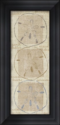 Framed Sand Dollar Print