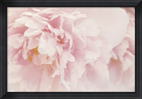 Framed Peony I Print