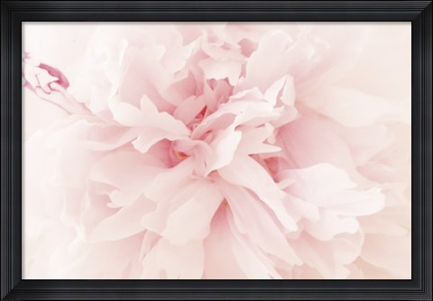 Framed Peony II Print