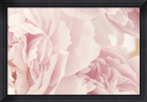 Framed Peony IV Print