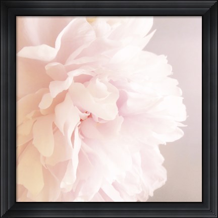Framed Peony V Print