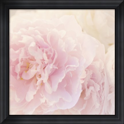 Framed Peony VI Print