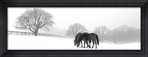 Framed Grazing Pair Print