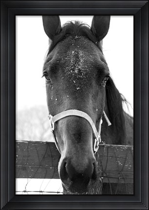 Framed Snowy Close Up Print