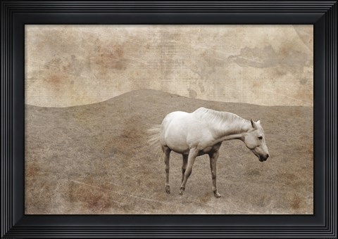 Framed White Horse Vintage Print