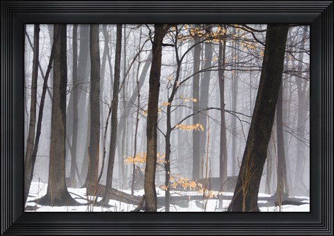 Framed Foggy Forest Print