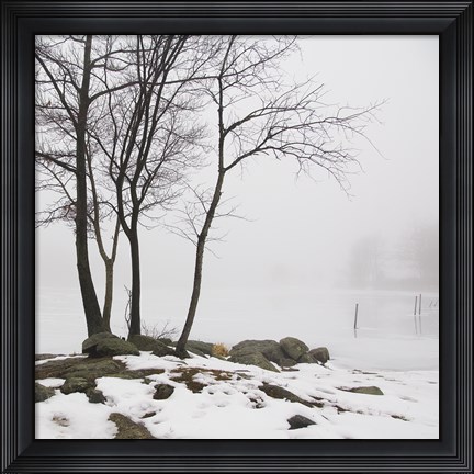 Framed Four Trees Print