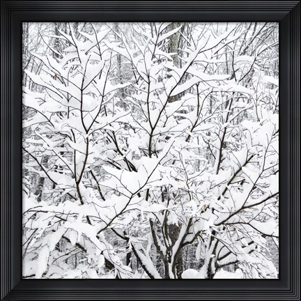 Framed Snow Filled Branches Print