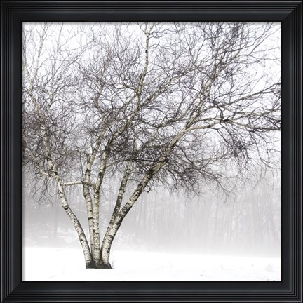 Framed Winter Birch Print