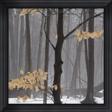 Framed Winter Forest Print