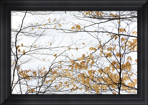 Framed Winter Leaves Print