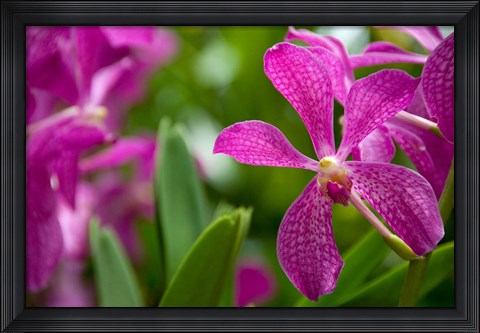 Framed Singapore, National Orchid Garden Print