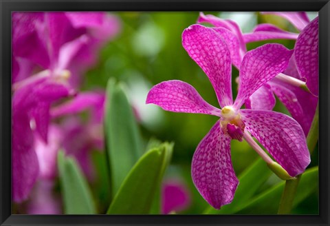 Framed Singapore, National Orchid Garden Print