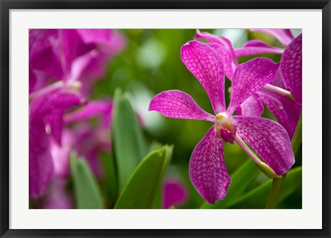 Framed Singapore, National Orchid Garden Print