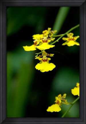 Framed Singapore, Dancing Lady Orchid flower Print