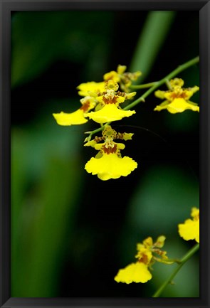 Framed Singapore, Dancing Lady Orchid flower Print