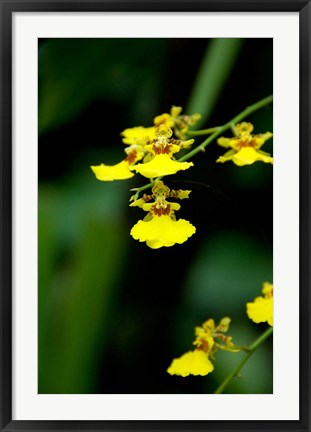 Framed Singapore, Dancing Lady Orchid flower Print