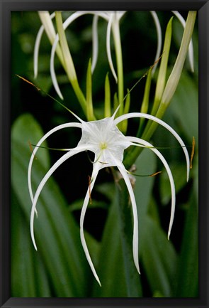 Framed National Orchid Garden, Singapore Print