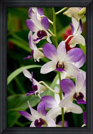 Framed Flowers in National Orchid Garden, Singapore Print