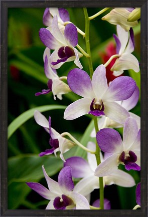 Framed Flowers in National Orchid Garden, Singapore Print