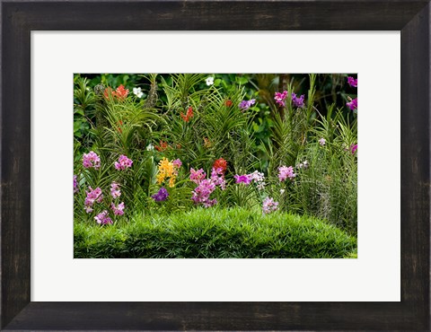 Framed Flower Bed, National Orchid Garden, Singapore Print