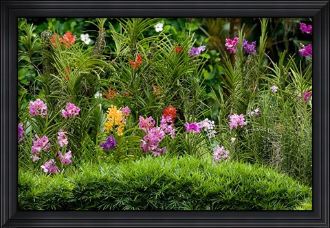 Framed Flower Bed, National Orchid Garden, Singapore Print