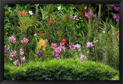 Framed Flower Bed, National Orchid Garden, Singapore Print