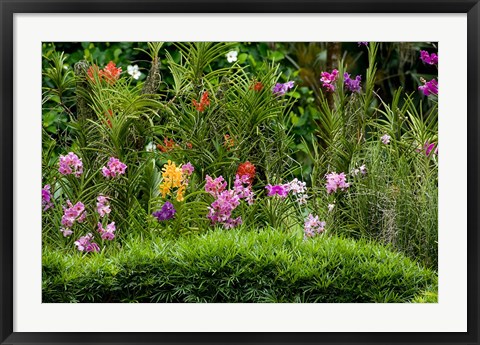 Framed Flower Bed, National Orchid Garden, Singapore Print