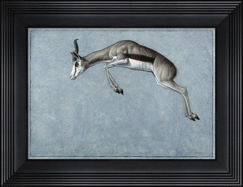 Framed Springbok Print