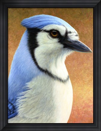 Framed Blue Jay Print