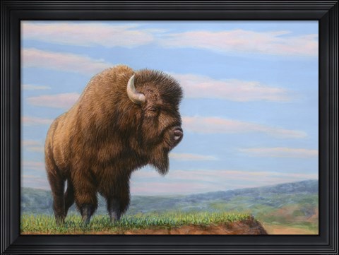 Framed American Bison Print