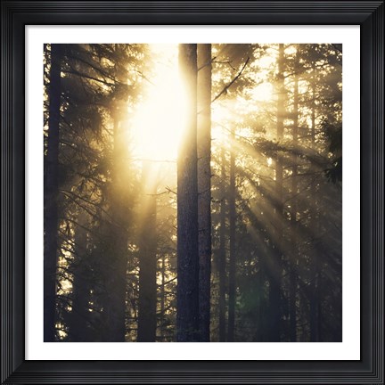 Framed Woodland Glow Print