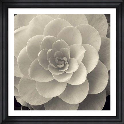 Framed Camellia I Print