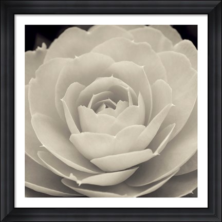 Framed Camellia II Print