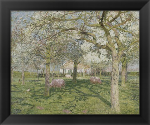 Framed Orchard in Springtime 1902 Print