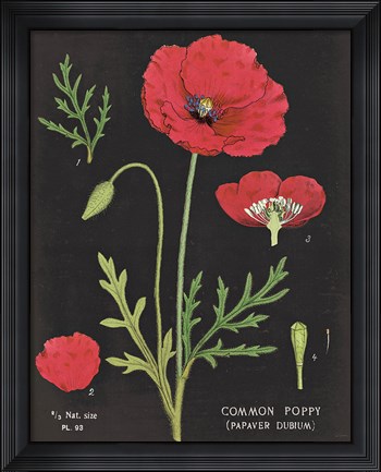 Framed Poppy Chart Print