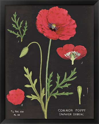 Framed Poppy Chart Print