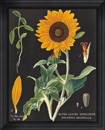 Framed Sunflower Chart Print
