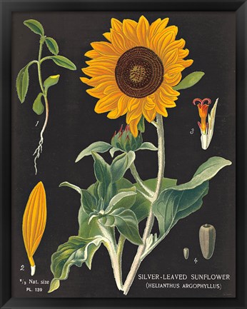 Framed Sunflower Chart Print