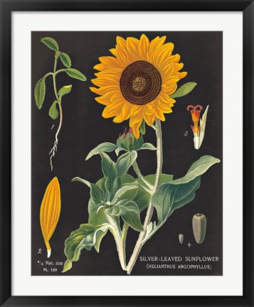 Framed Sunflower Chart Print