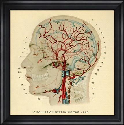 Framed Brain Head Print