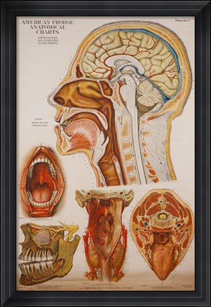 Framed American Frohse Anatomical Wallcharts, Plate 7 Print