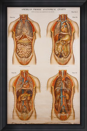 Framed American Frohse Anatomical Wallcharts, Plate 2 Print