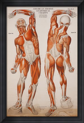 Framed American Frohse Anatomical Wallcharts, Plate 2 Print