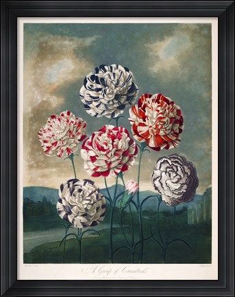 Framed Group of Carnations Print
