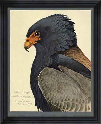 Framed Abyssinian Bateleur Eagle Print