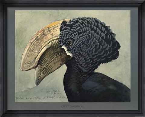 Framed Abyssinian Crested Hornbill Print