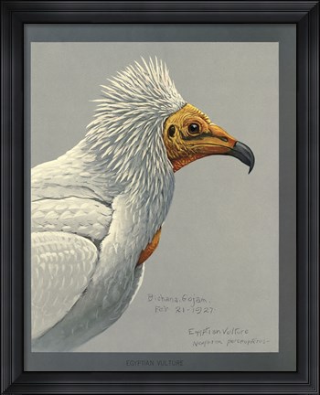 Framed Abyssinian Egyptian Vulture Print