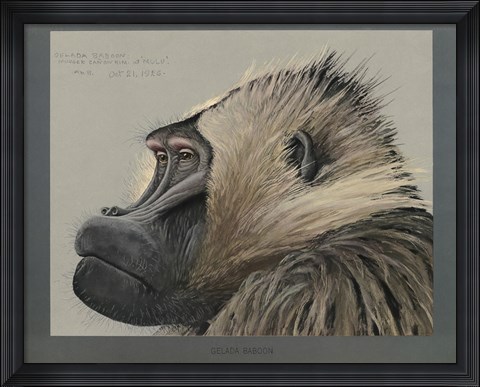 Framed Abyssinian Gelda Baboon Print