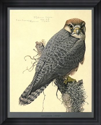 Framed Abyssinian Lanner Print